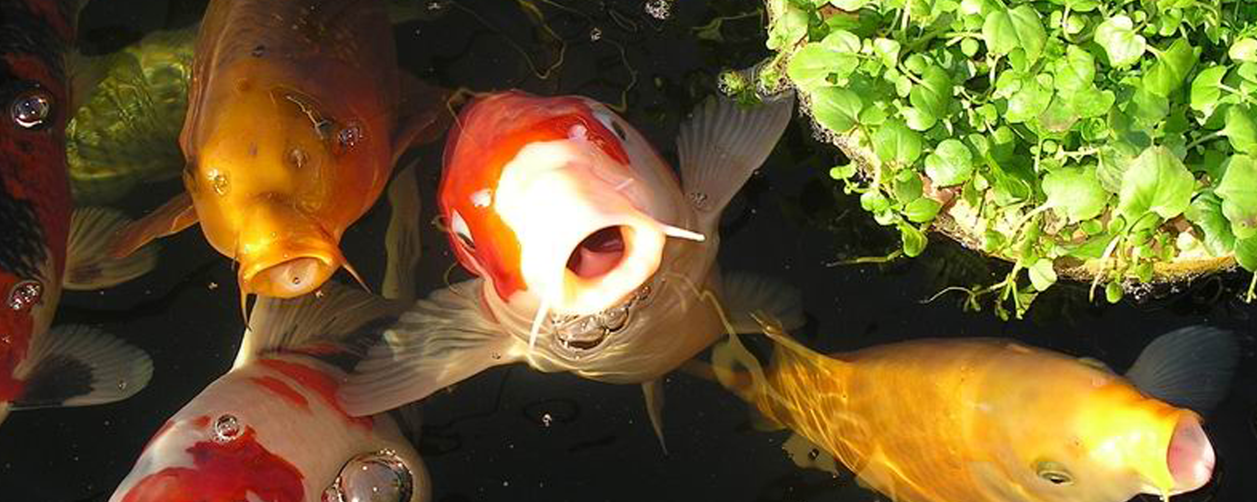 Hungry pond fish