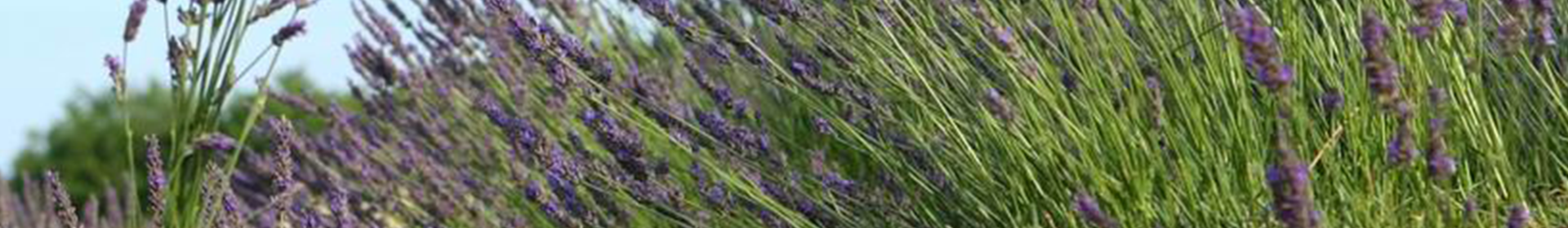 Professional gardener hand pruning Lavender.