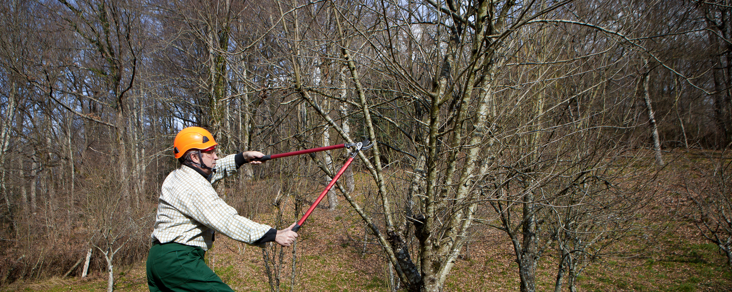 Qualified gardener pruning a small tree