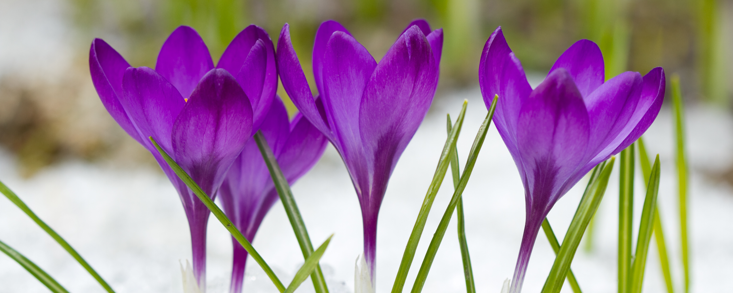 purple crocus in a snowy garden