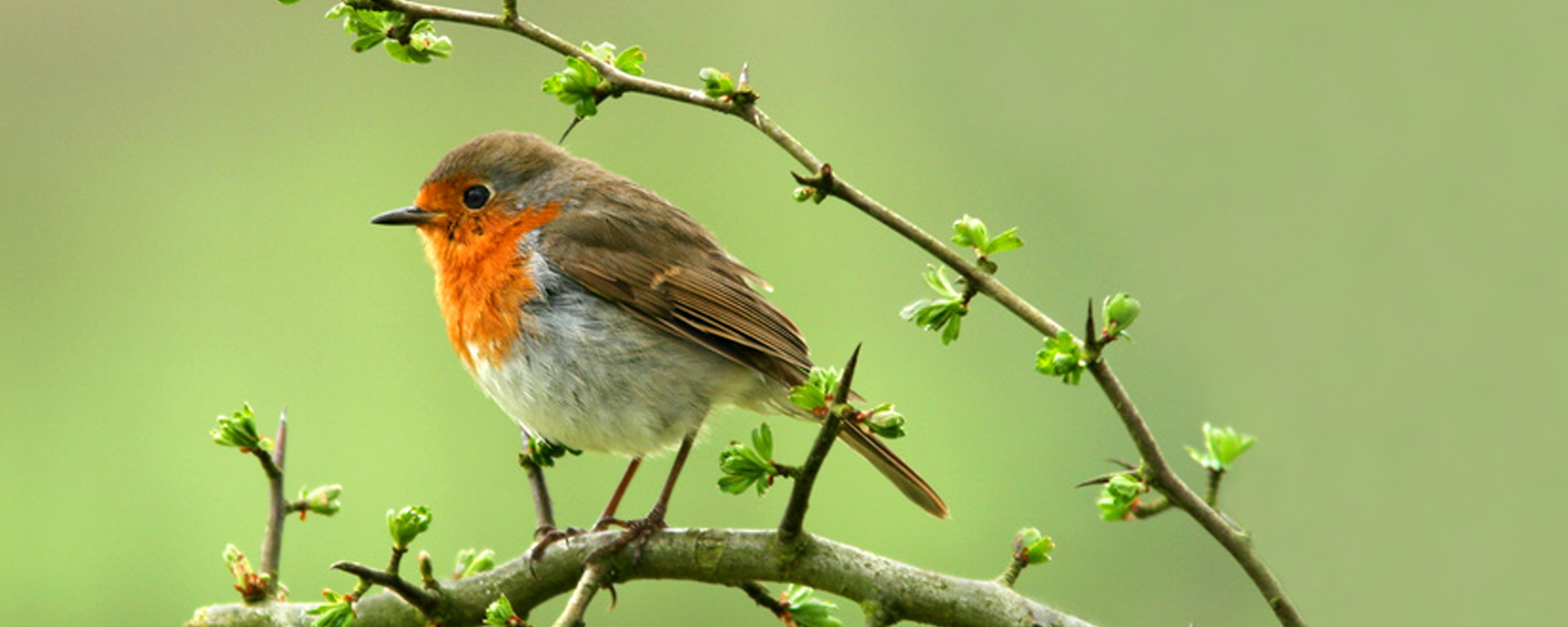 Robin garden bird