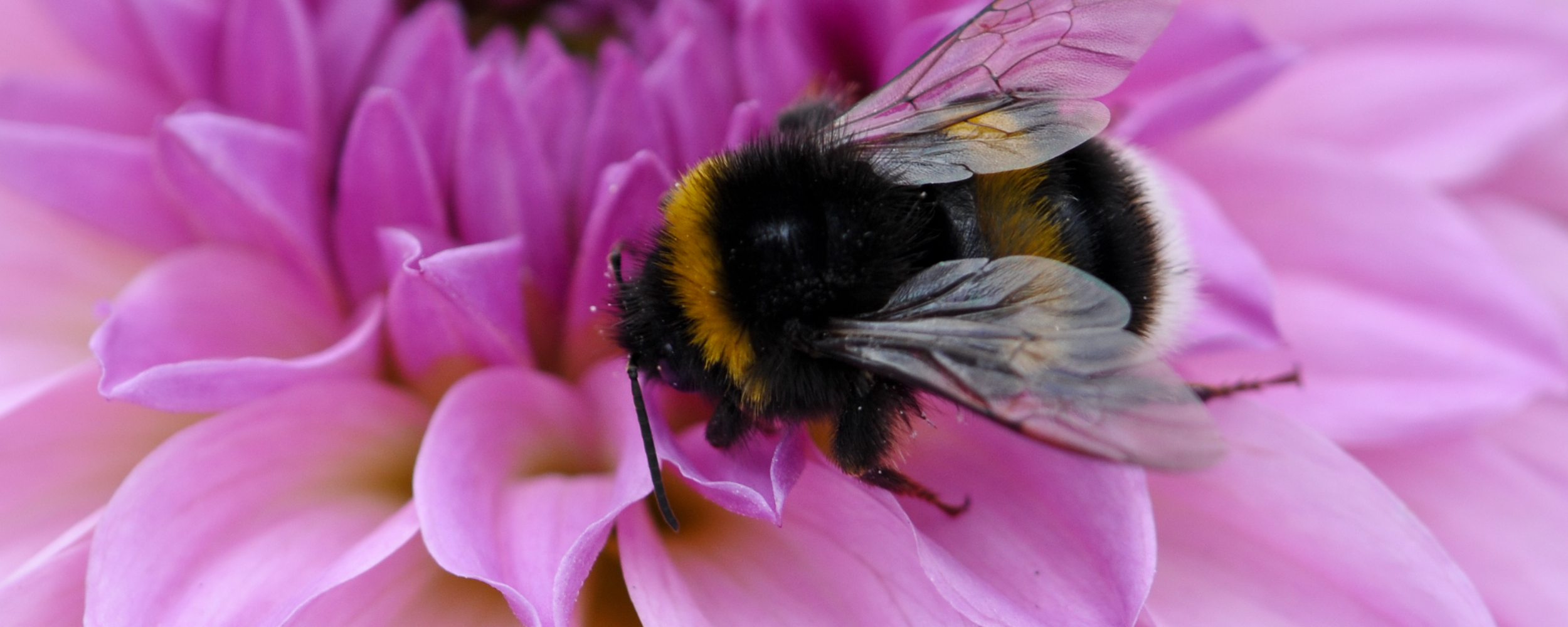 Bumble bee on a pink flower