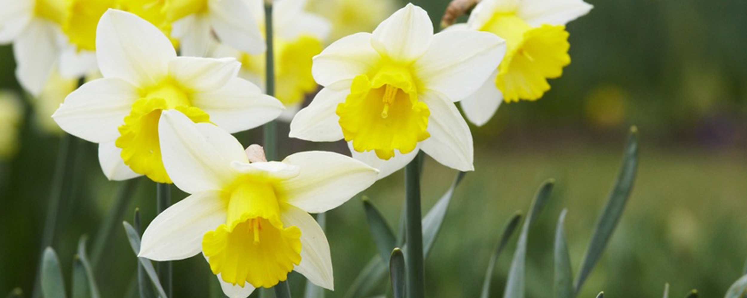 Planted Daffodils