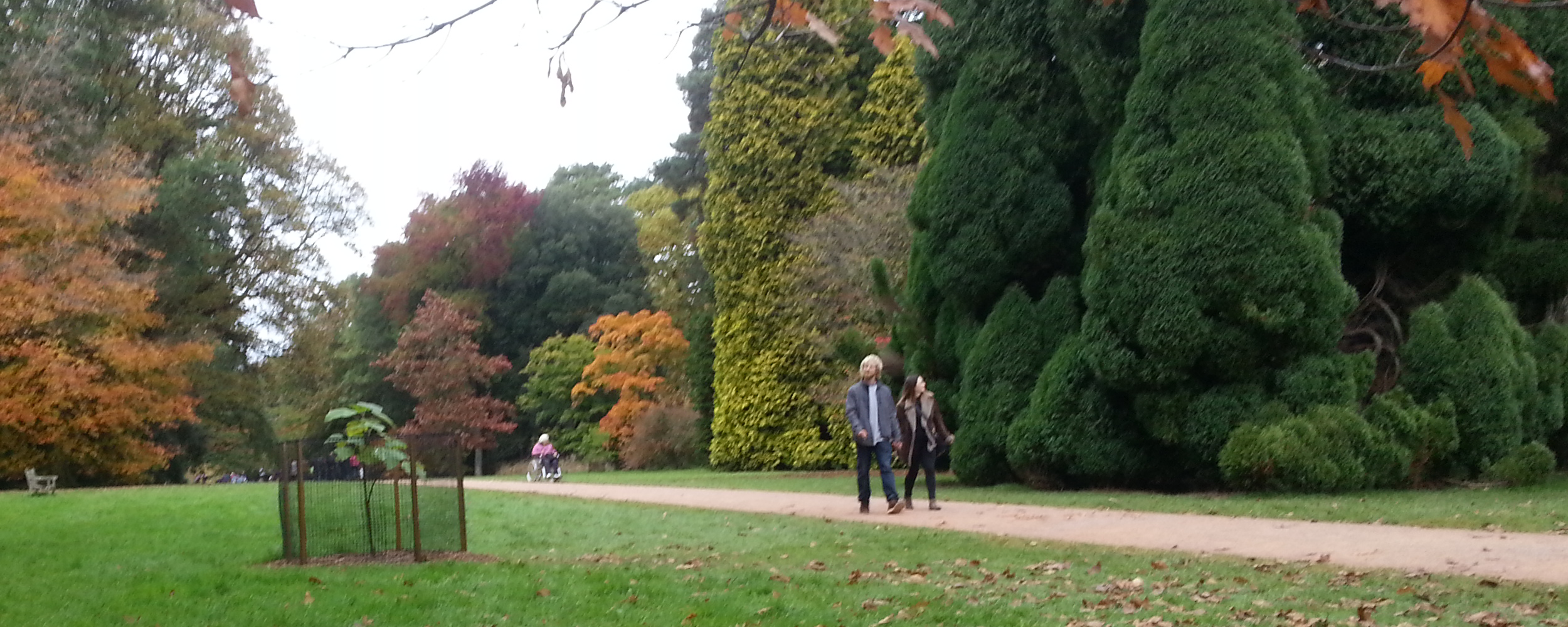 Trees in Autumn