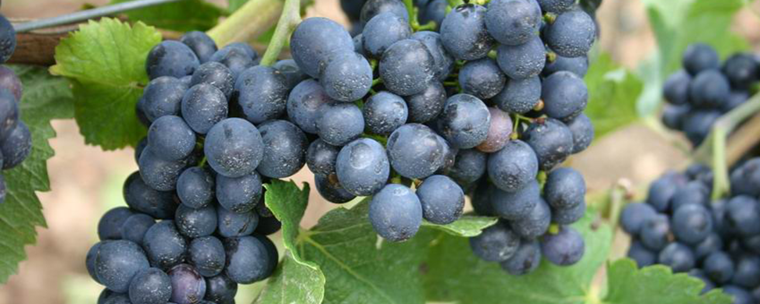 Bunch of purple grapes ripe for harvesting