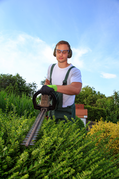 Young professional gardener working