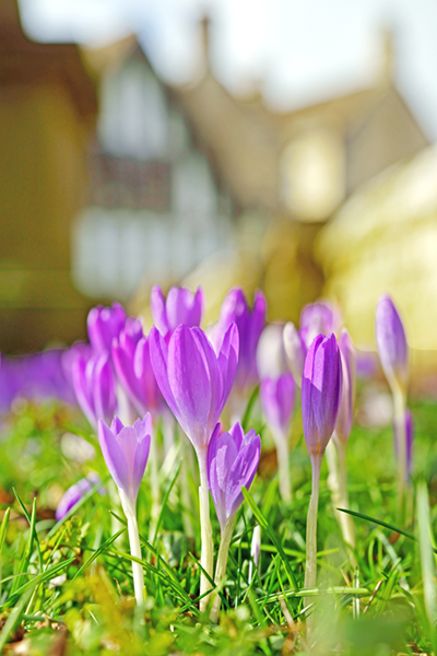 a group of spring crocus' representing a group of self employed gardeners