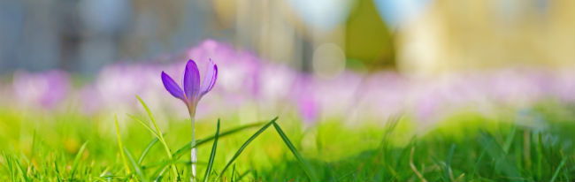 A single crocus representing spring growth as a symbol of membership which unites self employed gardeners